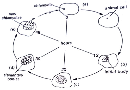 Reproductive cycle of the chlamydiae.